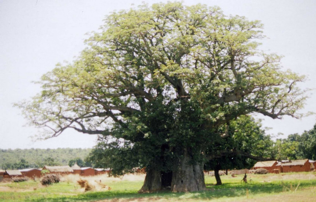 [-]Sức[-]sống[-]mạnh[-]mẽ[-]từ[-]"loài[-]cây[-]mọc[-]ngược"